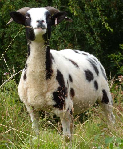 Sheep, Wales