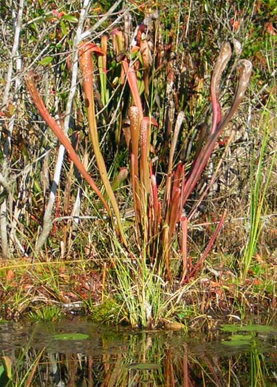 Insect eating Pitcher Plant cluster. Okefenokee Swamp, Georgia
