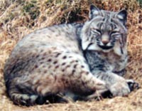 I saw this bobcat in New Mexico