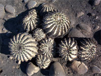Burned Barrel Cactus