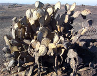 Burned Paddle Cactus
