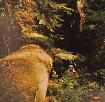 Large Tree to Climb Over