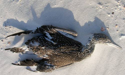 Dead Bird Pensacola, Florida