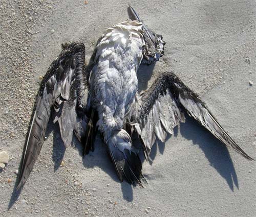 Dead Bird Pensacola, Florida