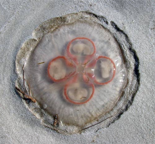 Jellyfish