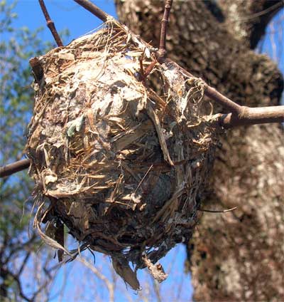 Side view of a unique nest hanging from a forked branch 6 feet above the Pinhoti Trail in the Cheaha Wilderness, Alabama.