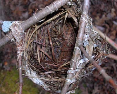 Top view of a unique nest hanging from a forked branch 6 feet above the Pinhoti Trail in the Cheaha Wilderness, Alabama.