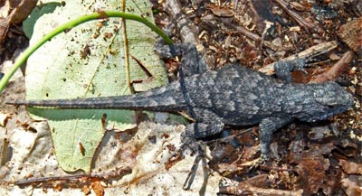 I saw this lizard in November 2009 while doing Pinhoti Trail Maintenance with John.