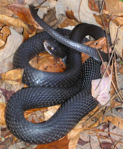 A Southern Black Racer Snake.