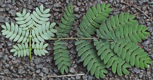 Albizia Julibrissan Leaf