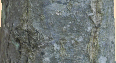 Chestnut Oak Bark on 2inch diameter tree, Marietta, Georgia