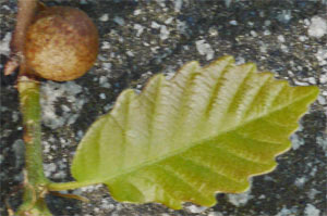 Chestnut Oak Twig (Apple?) Gall, Marietta, Georgia