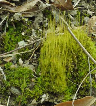 Moss with Flower Stalks, Marietta, Georgia