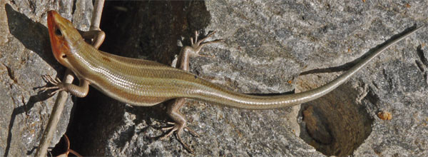 Adult Male Five Lined Skink, Marietta, Georgia