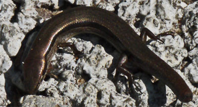 Broad Headed Skink, Rottenwood Creek, Marietta, Georgia