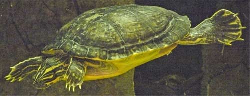 Chicken Turtle, Alabama