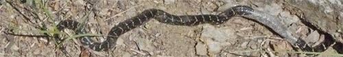 Common King Snake, Skin Partially Shed, Leeds, Alabama