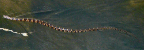 A Northern Water Snake, Midland Banded Watersnake Subspecies, Nerodia Sipedon, along Rottenwood Creek.