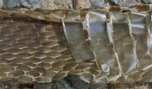 A Northern Water Snake, Midland Banded Watersnake Subspecies, Nerodia Sipedon, along Rottenwood Creek.