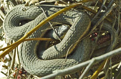 Queen Snake, Rottenwood Creek, Marietta, Georgia