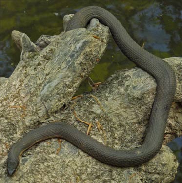 Queen Snake, Rottenwood Creek, Marietta, Georgia