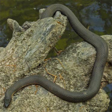 rottenwood creek ga gold