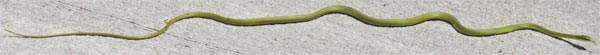 Rough Green Snake, Rottenwood Creek, Marietta, Georgia