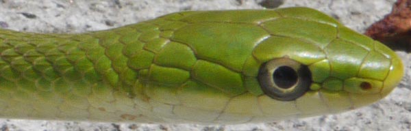 Rough Green Snake, Rottenwood Creek, Marietta, Georgia