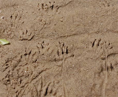 Footprints of a Spiny Soft Shelled Turtle in the sand bank of Rottenwood Creek, Marietta, Georgia, May 4th, 2010