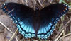 Red Spotted Purple Admiral Butterfly, Limenitis arthemis