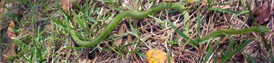 Rough Green Snake, Opheodrys aestivus, Georgia