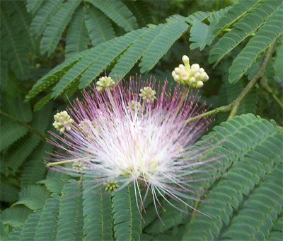 Spiny Flower.