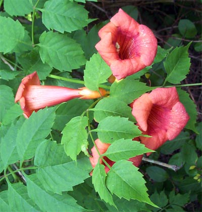 Trumpet shaped flowers.
