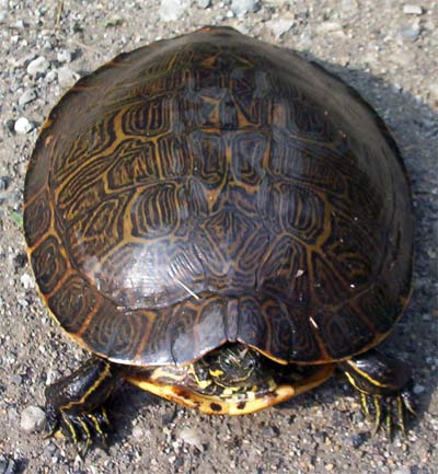 Turtle, Alabama