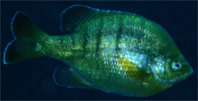 Bream or Bluegill Fish.