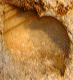 Fossil Cone Shell Imprint in Limestone Cavern Wall