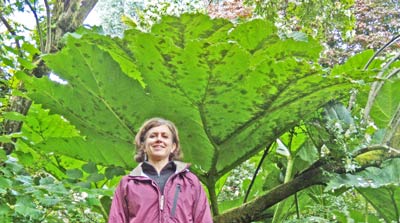 This giant leaf plant is a common garden species in Wales.