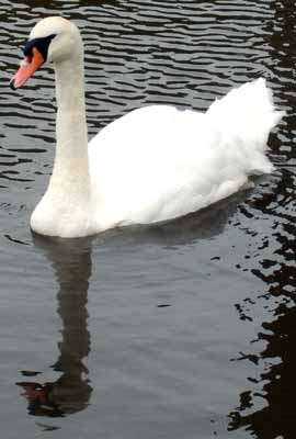 Swan at Beaumaris Castle, Wales, UK